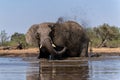 Elephant in Mashatu Game Reserve in the Tuli Block in Botswana. Royalty Free Stock Photo