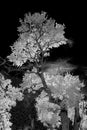 Frosty white tree against a black sky