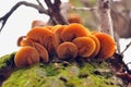 Macro photography of mushrooms in the forest, detail. Royalty Free Stock Photo