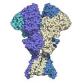 NMDA receptor ionotropic glutamate receptor. Structure of the human NMDAR, determined by cryo-EM. Tetrameric complex composed of