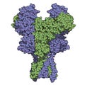 NMDA receptor ionotropic glutamate receptor. Structure of the human NMDAR, determined by cryo-EM. Tetrameric complex composed of