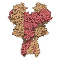 NMDA receptor ionotropic glutamate receptor. Structure of the human NMDAR, determined by cryo-EM. Tetrameric complex composed of