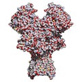 NMDA receptor ionotropic glutamate receptor. Structure of the human NMDAR, determined by cryo-EM. Tetrameric complex composed of