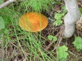 mushroom in the forest in summer Royalty Free Stock Photo