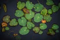 nnymphaea lotus leaves on water Royalty Free Stock Photo