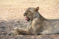 Female lion at ruaha national park tanzania Royalty Free Stock Photo