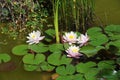 Crimean water lilies