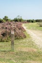 No cycling fingerpost in front of heather shrubs next to a gravel track in the New Forest, UK