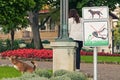 No dogs allowed sign in the park and female owner with her dog peeing on lawn