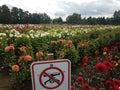 No drones sign in colorful dahlia field