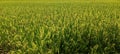 No editing photo. green expanse of rice fields