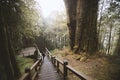 The No.28 Famous red cypress tree in Alishan National Scenic Are