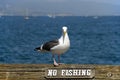 Seagull Above A No Fishing Sign in Santa Barbara, California Royalty Free Stock Photo