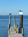 No fishing. SPI Beauty