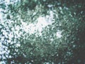 No focus Blur bokeh Light penetrating through the leaves texture wallpapers and backgrounds Royalty Free Stock Photo