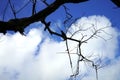 No leaves tree branches with cloud and sky in background Royalty Free Stock Photo