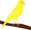 Old time popular bird: the yellow canary