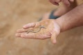 No need to fear this little guy. Shot of an unidentifiable man holding a small snake in the palm of his hand while Royalty Free Stock Photo