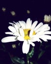 White daisy in the night Royalty Free Stock Photo