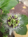 Passion Fruit Unique Plant to grow in the Garden