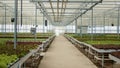 No people in greenhouse with irrigation system and control pannels growing organic lettuce