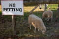 No petting sign for farm animals enclosed