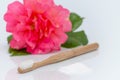 No plastic, wood toothbrush and xylitol, birch sugar, rose on white Royalty Free Stock Photo