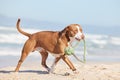 No sit and stay, just lots of fun play. an adorable pit bull playing with a piece of rope at the beach. Royalty Free Stock Photo