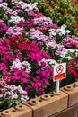 No sitting sign and text near flower garden fence Royalty Free Stock Photo