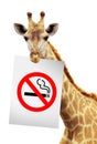 No smoke white paper on the brink of a giraffe