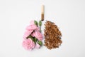 No smoking concept. Lungs made of dry tobacco, cigarettes and pink flowers on white background, flat lay Royalty Free Stock Photo