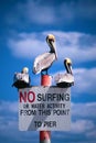 No Surfing Pelicans Royalty Free Stock Photo