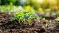No-Till Gardening for Soil Preservation