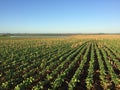 No-tillage soybean and corn Royalty Free Stock Photo