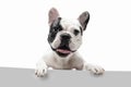 French Bulldog young dog is posing. Cute playful white-black doggy or pet on white background. Concept of motion, action Royalty Free Stock Photo