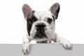French Bulldog young dog is posing. Cute playful white-black doggy or pet on white background. Concept of motion, action Royalty Free Stock Photo