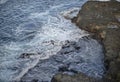 The Nobbies Phillip Island, a fascinating formation of rocks forming a haven for Australia`s largest colony of fur seals. Royalty Free Stock Photo