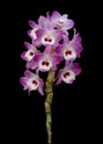 Nobile orchid