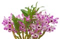 Nobile orchid Royalty Free Stock Photo