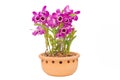 Nobile orchid Royalty Free Stock Photo