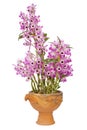 Nobile orchid Royalty Free Stock Photo