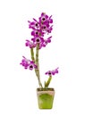 Nobile orchid Royalty Free Stock Photo