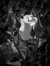 The nobility of the rose in black and white colors.