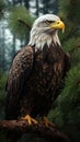 Noble Bald Eagle perched on an evergreen pine tree