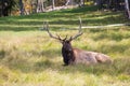 Noble big deer resting in the grass Royalty Free Stock Photo