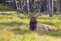 Noble big deer resting in safari park