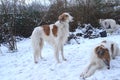 Noble Borzoi dog stands in a snowy garden with two other borzois around