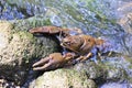 Noble crayfish on a stone in natural habitat
