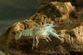 Noble crayfish, Astacus astacus traditional European food