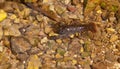 Noble crayfish, European crayfish, river crayfish